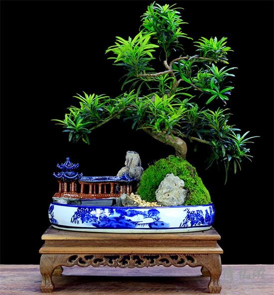 祝寿送爷爷高级礼物之盆景篇